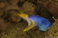 Ribbon Eel - Rhinomuraena quaesita