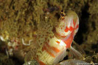 Unidentified Shrimp Goby