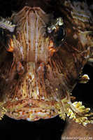 Lion Fish
