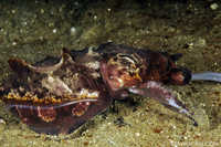 Flamboyant Cuttlefish