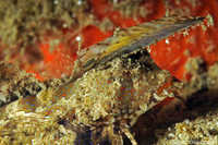 Fingered Dragonet