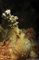 Leaf Scorpionfish