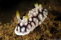 Chromodoris geometrica Nudibranch