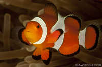 Nemo