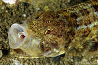 Lizardfish and Lunch