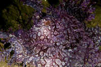 Frilly Rhinopias