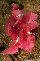Leaf Scorpionfish