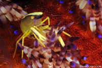 Squat Lobster on Magnificent Urchin