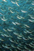 Schooling Shiners