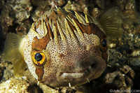 Porcupine Fish