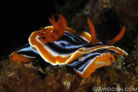 Chromodoris magnifica