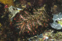 Unknown Flatworm