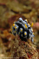 Phyllidia varicosa