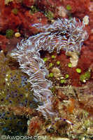 Pteraeolidia ianthina