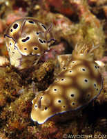 Risbecia tryoni