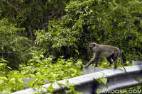 Roadside Monkey on Sumbawa