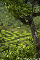 Driveby Rice Paddy on Sumbawa Island