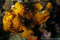 Warty Frogfish