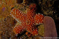 Sea Star