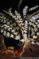 Crazy Crinoid