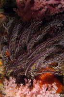 Crinoid & Soft Corals