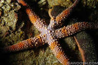 Sea Star