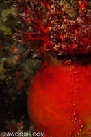 Sea Apple