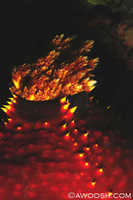 Sea Apple