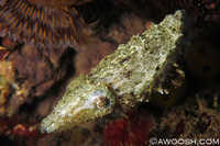 Crinoid Cuttlefish