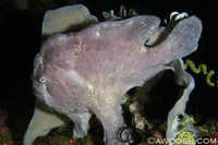 Frogfish