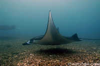 Manta