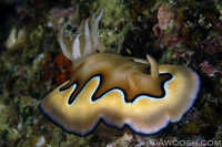 Chromodoris Koi Nudibranch
