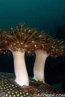 Sparkling Coral