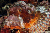 Tassled Scorpionfish