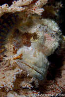 Tassled Scorpionfish