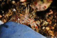 Tiger Shrimp
