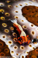 Emporer Shrimp
