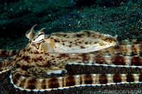 Mimic Octopus