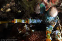 Peacock Mantis Shrimp with Eggs