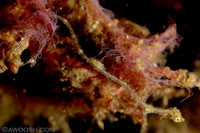 Pygmy Pipehorse