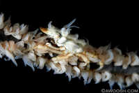 Xeno Crab on Coral Whip