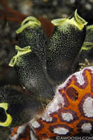 Weirdass Black Tunicates