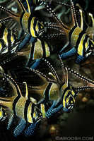 Banggai Cardinalfish
