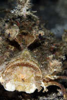 Devil Fish