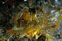 Ambon Scorpionfish