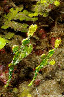 Halimeda Ghost Pipefish
