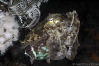 Cuttlefish