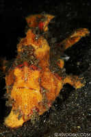 Frogfish