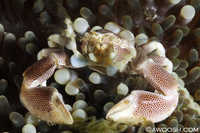Porcelain Crab