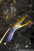 (Intermediate?) Blue Ribbon Eel